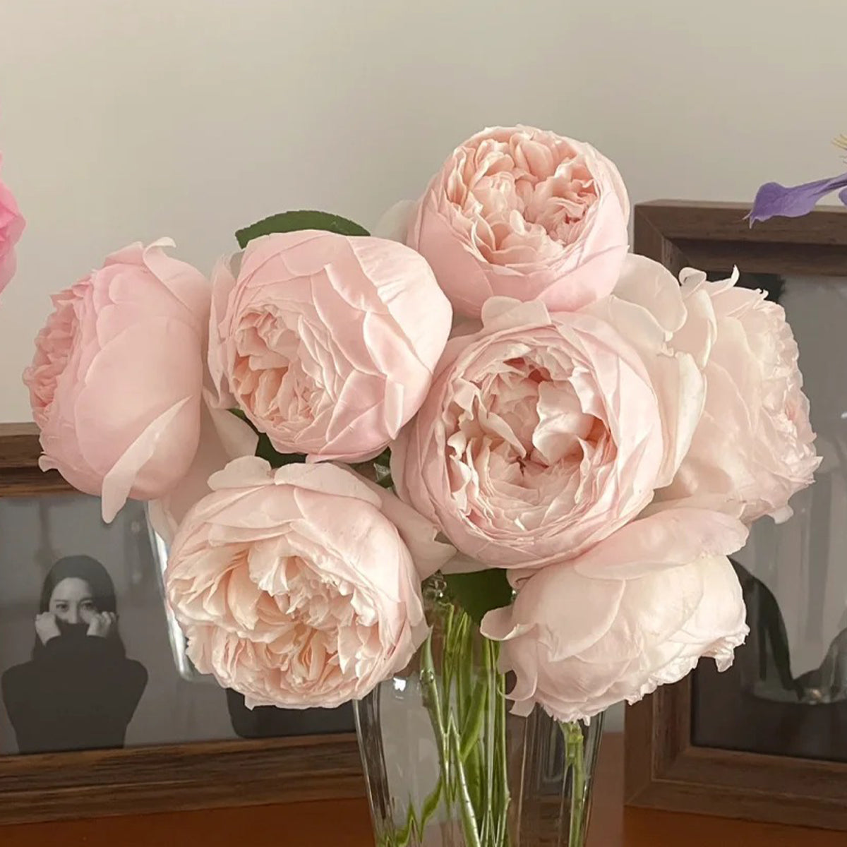 St. Cecilia English Florist Shrub Rose