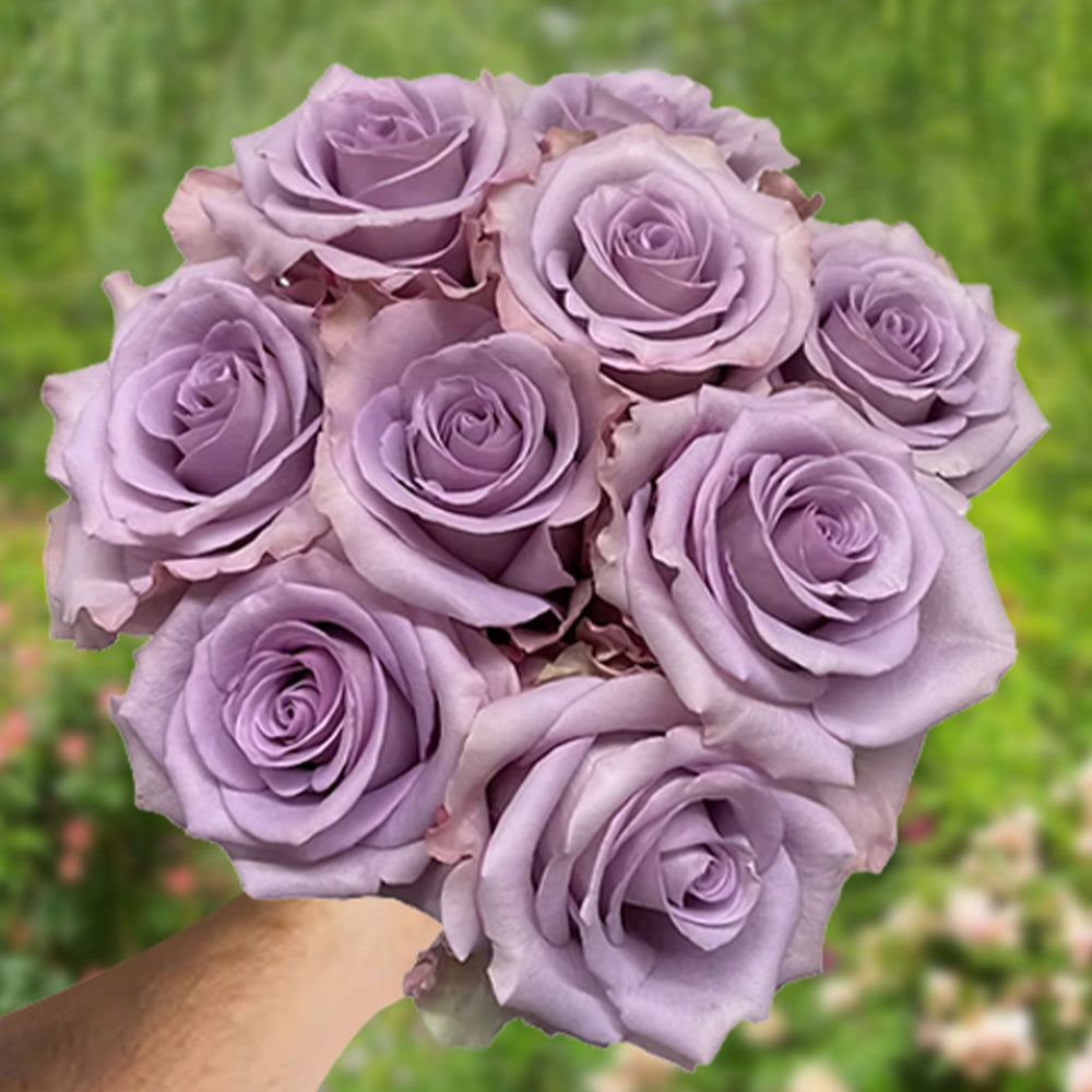 Star Platinum French Florist Shrub Rose