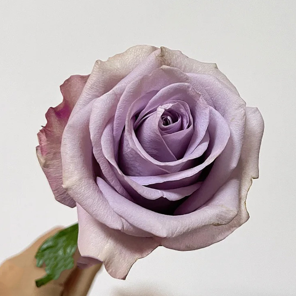 Star Platinum French Florist Shrub Rose