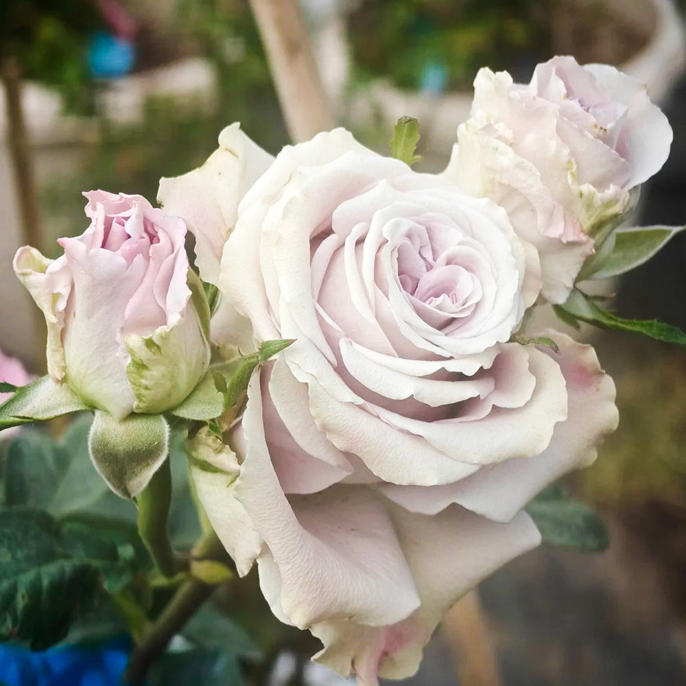 Star Platinum French Florist Shrub Rose
