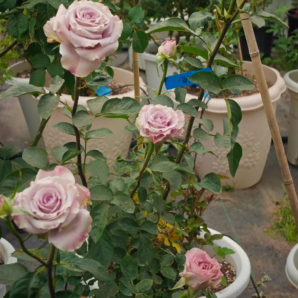 Star Platinum French Florist Shrub Rose