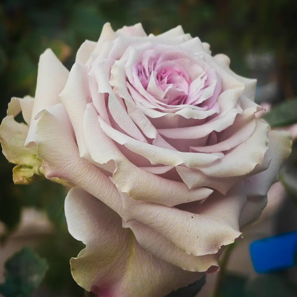 Star Platinum French Florist Shrub Rose