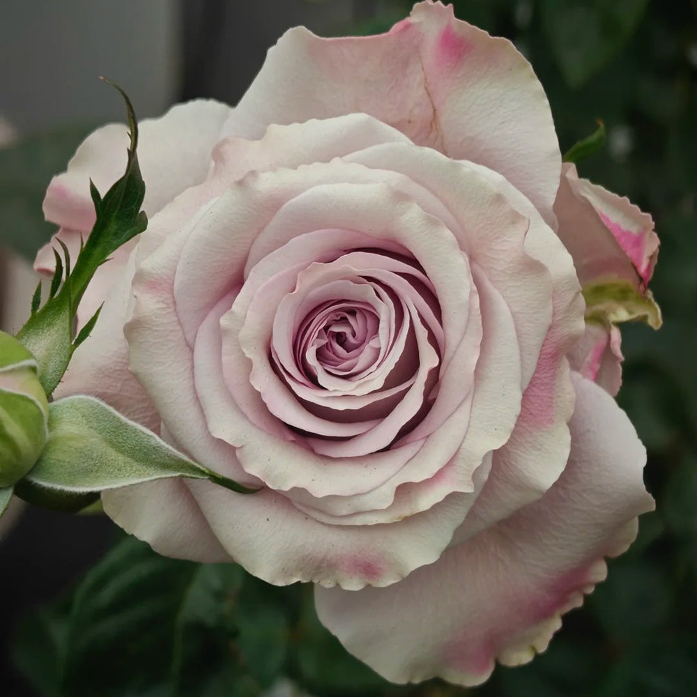 Star Platinum French Florist Shrub Rose