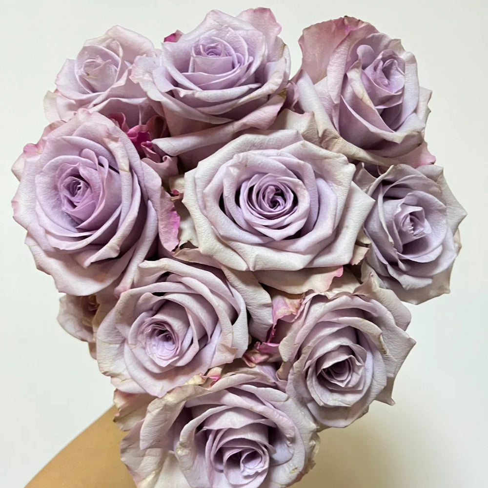 Star Platinum French Florist Shrub Rose