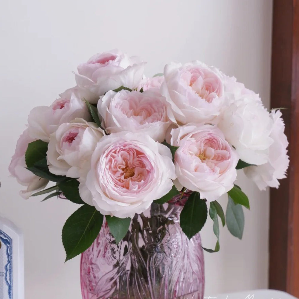 German Florist Shrub Rose Inspired by Stephanie Baronin zu Guttenberg