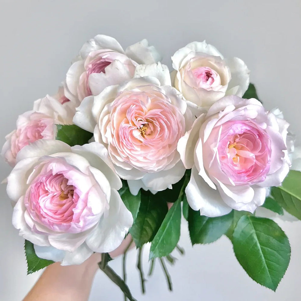 German Florist Shrub Rose Inspired by Stephanie Baronin zu Guttenberg