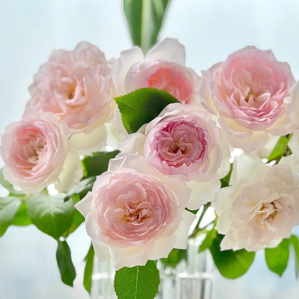 German Florist Shrub Rose Inspired by Stephanie Baronin zu Guttenberg