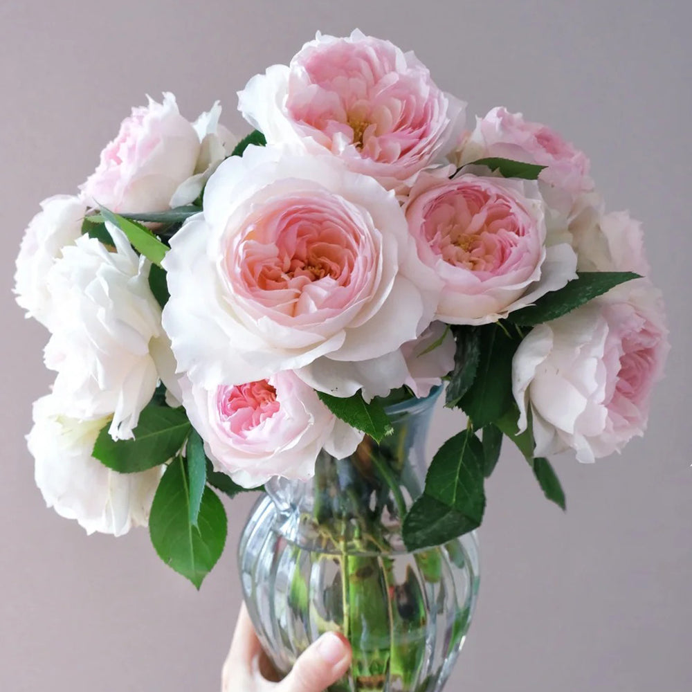 German Florist Shrub Rose Inspired by Stephanie Baronin zu Guttenberg