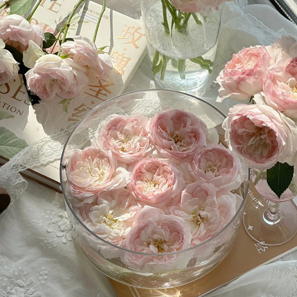 German Florist Shrub Rose Inspired by Stephanie Baronin zu Guttenberg