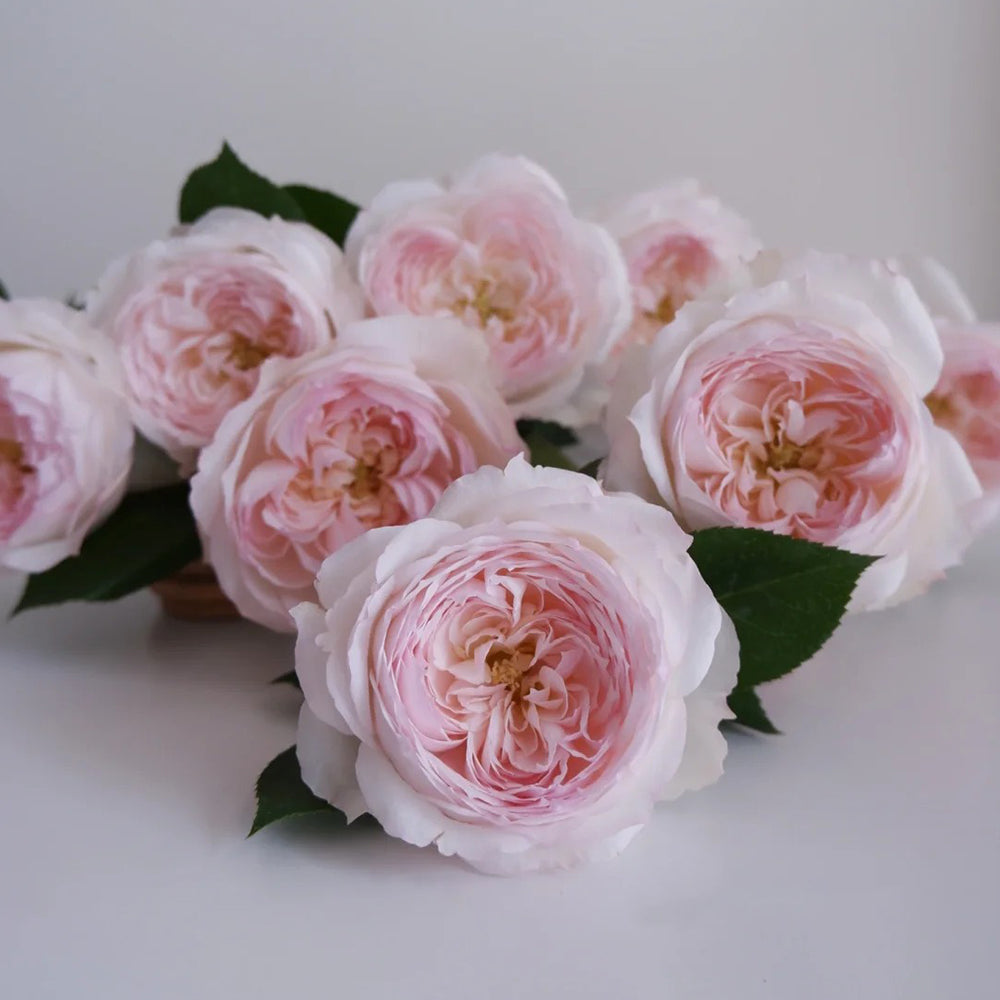 German Florist Shrub Rose Inspired by Stephanie Baronin zu Guttenberg