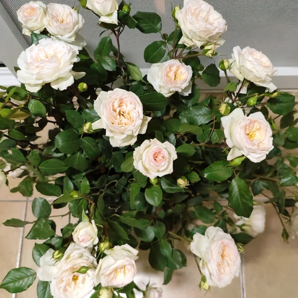 German Florist Shrub Rose Inspired by Stephanie Baronin zu Guttenberg
