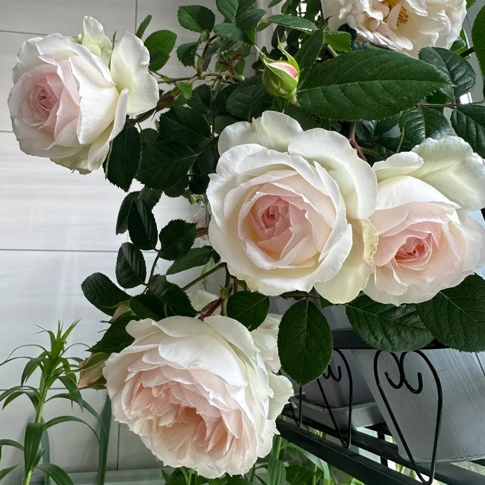 German Florist Shrub Rose Inspired by Stephanie Baronin zu Guttenberg