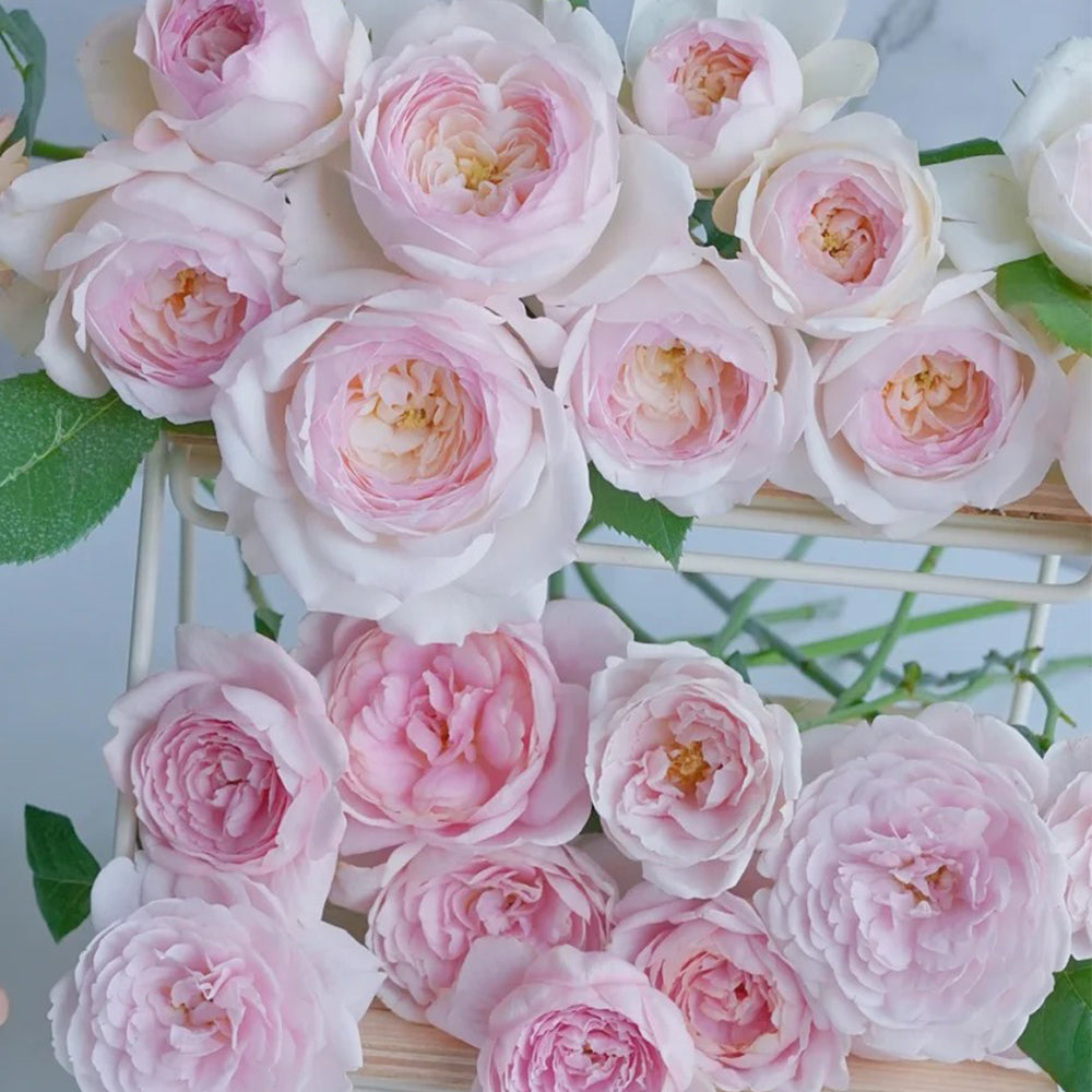 German Florist Shrub Rose Inspired by Stephanie Baronin zu Guttenberg