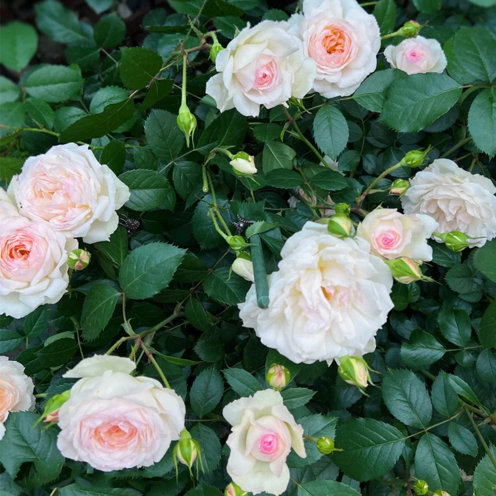 German Florist Shrub Rose Inspired by Stephanie Baronin zu Guttenberg