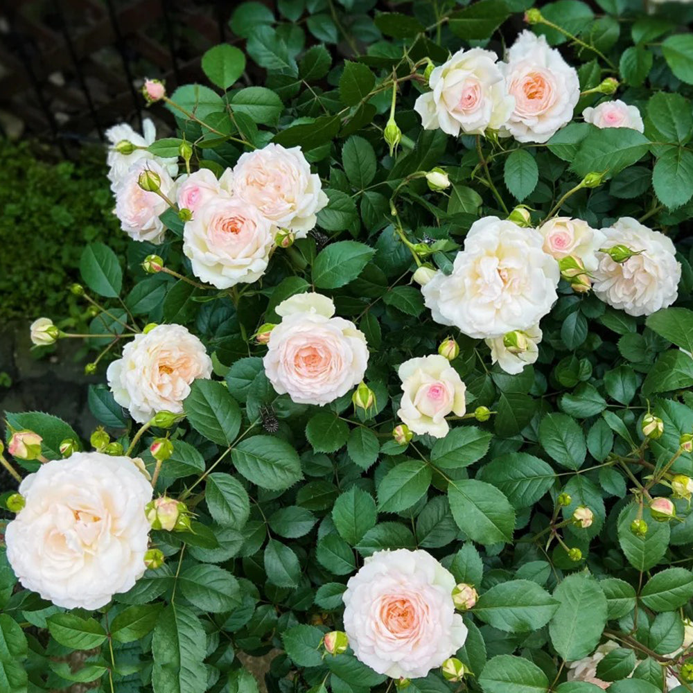German Florist Shrub Rose Inspired by Stephanie Baronin zu Guttenberg