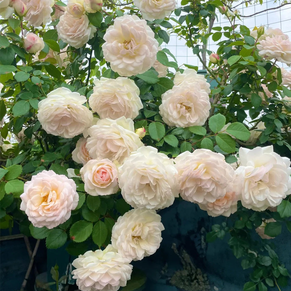 German Florist Shrub Rose Inspired by Stephanie Baronin zu Guttenberg