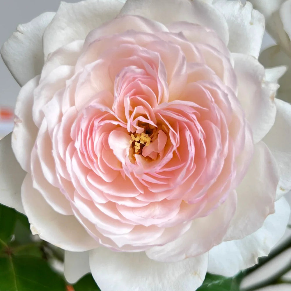 German Florist Shrub Rose Inspired by Stephanie Baronin zu Guttenberg