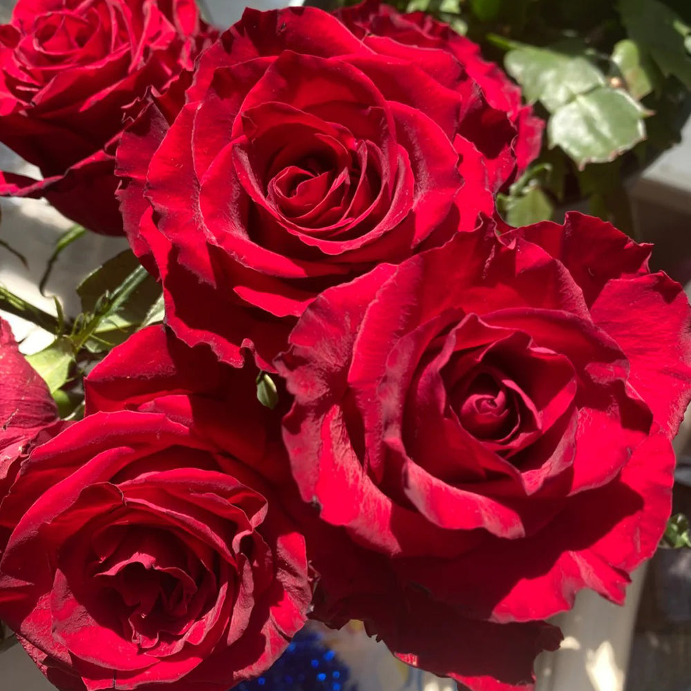 German Florist Hybrid Tea Rose Inspired by Stortebeker