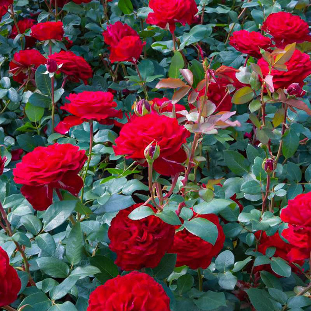 German Florist Hybrid Tea Rose Inspired by Stortebeker