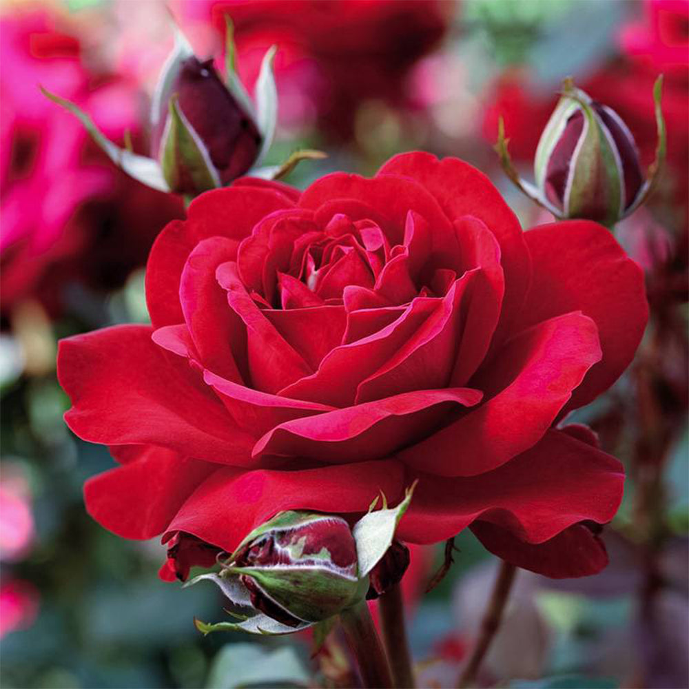 German Florist Hybrid Tea Rose Inspired by Stortebeker