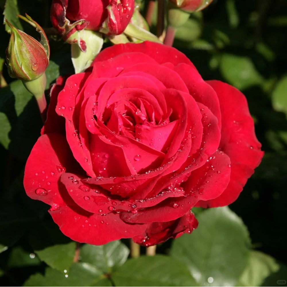 German Florist Hybrid Tea Rose Inspired by Stortebeker