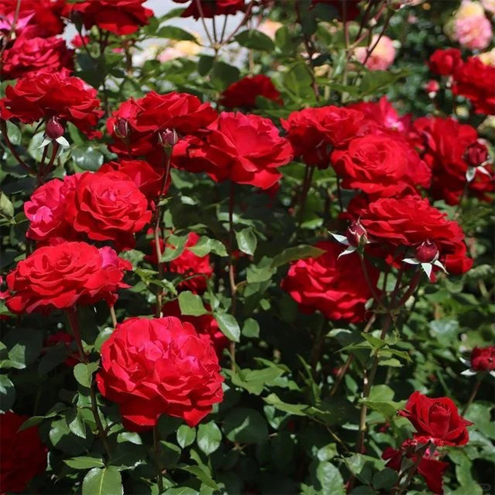 German Florist Hybrid Tea Rose Inspired by Stortebeker