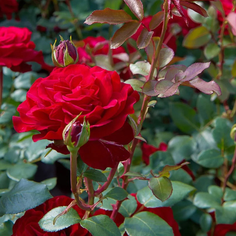 German Florist Hybrid Tea Rose Inspired by Stortebeker