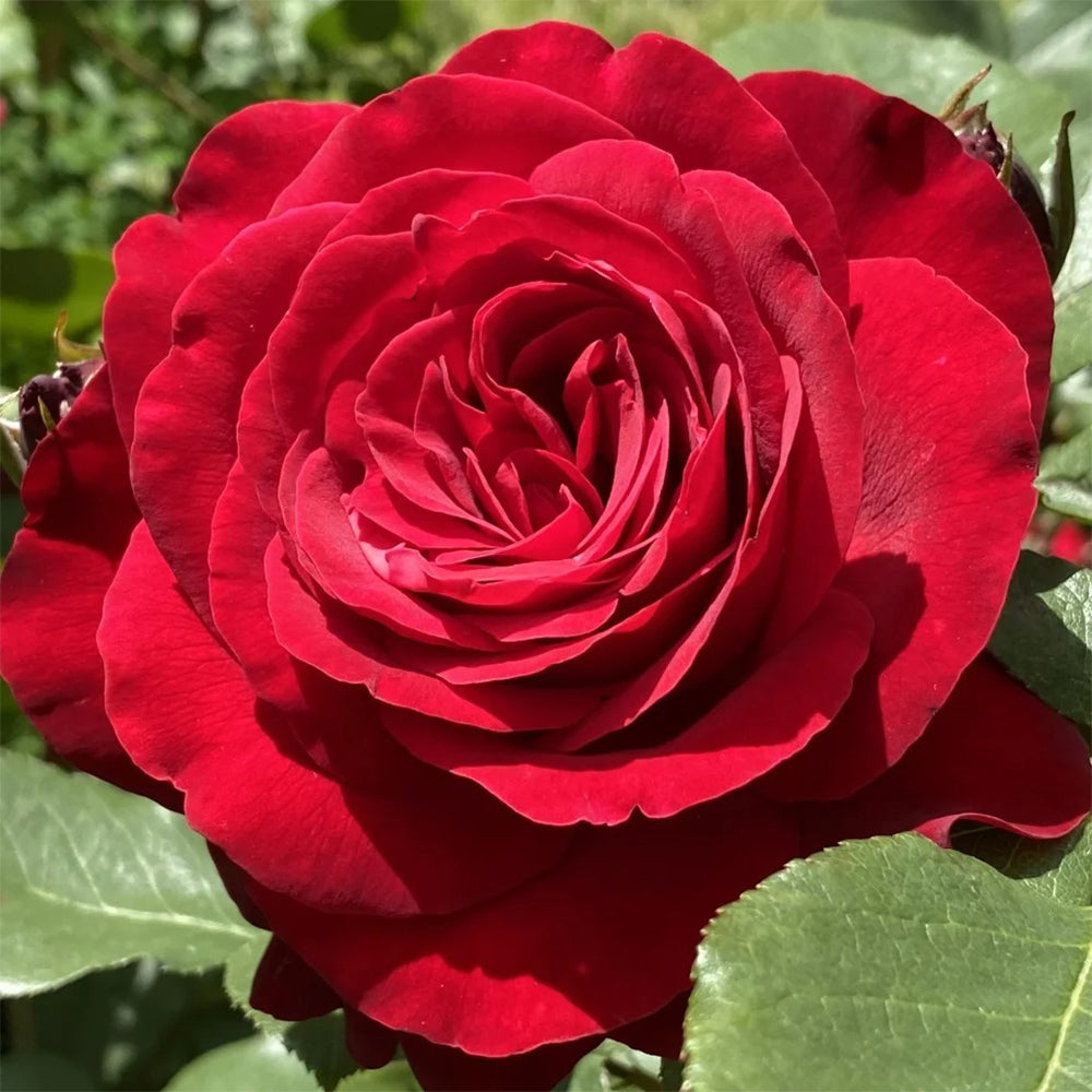 German Florist Hybrid Tea Rose Inspired by Stortebeker