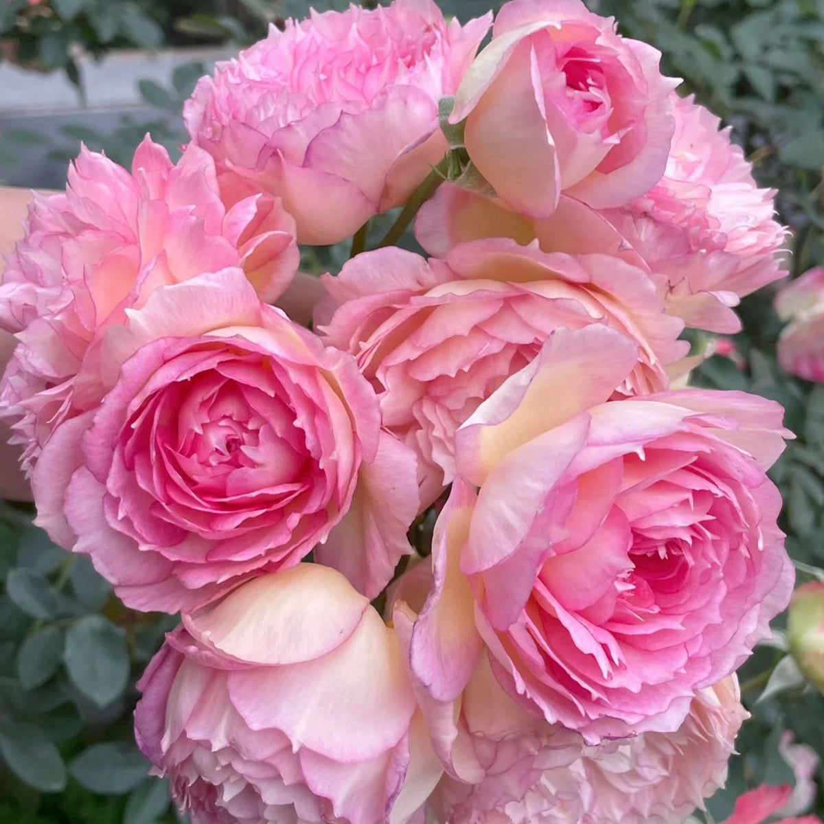 Strawberry Cloud Chinese Florist Shrub Rose