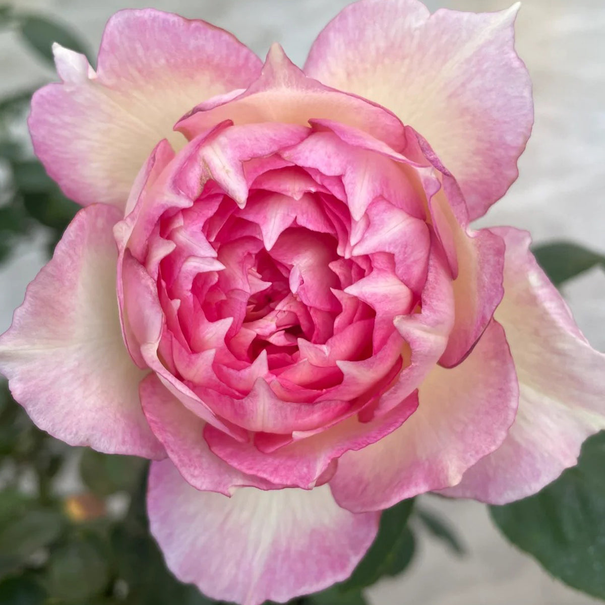 Strawberry Cloud Chinese Florist Shrub Rose