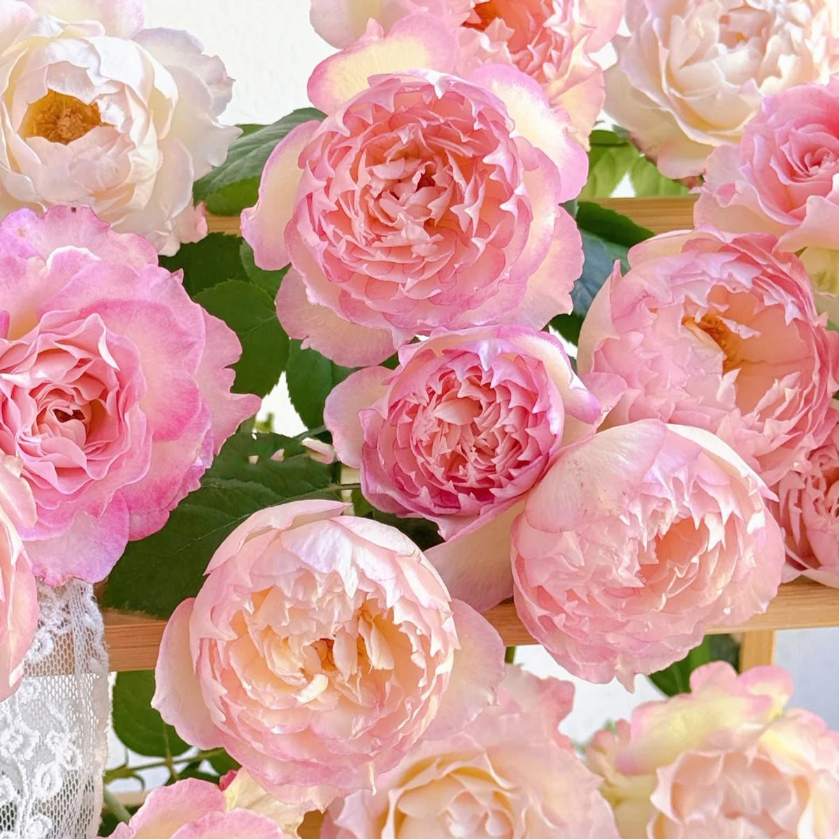 Strawberry Cloud Chinese Florist Shrub Rose