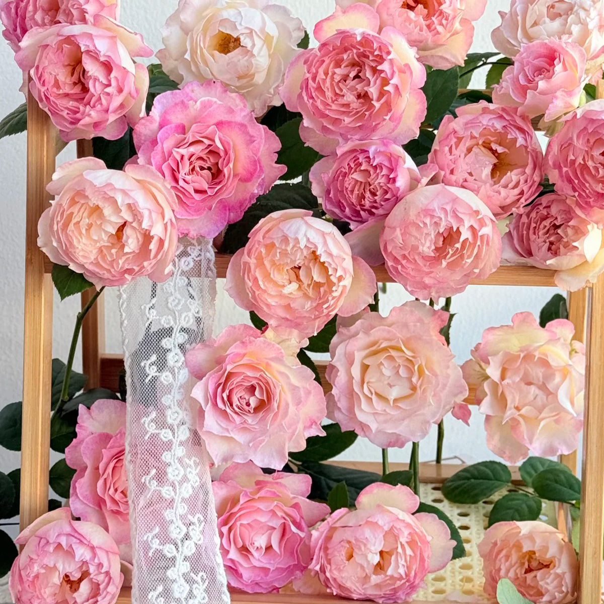 Strawberry Cloud Chinese Florist Shrub Rose