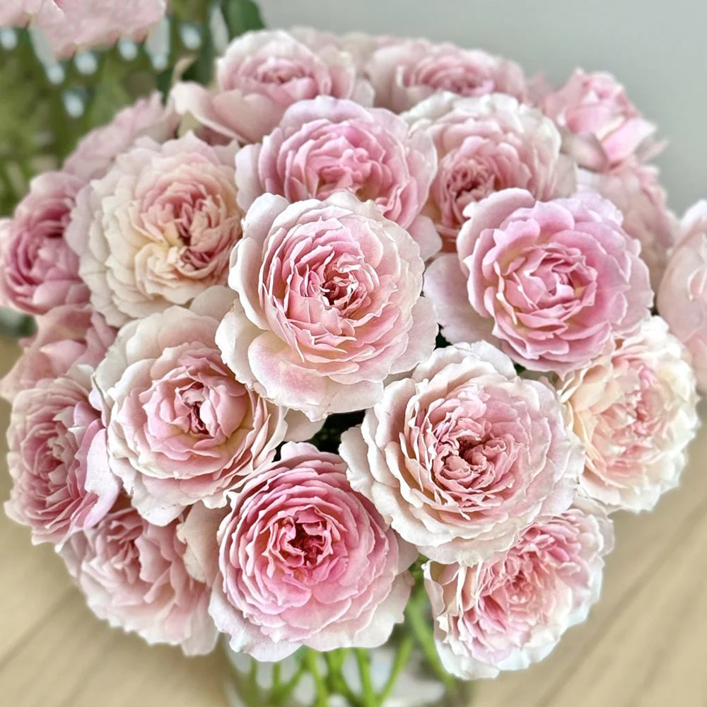 Sucre Japanese Florist Shrub Rose