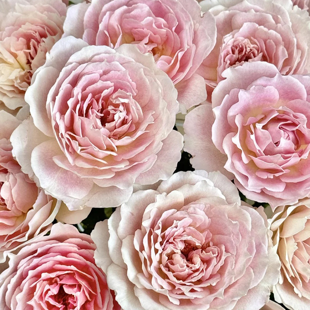 Sucre Japanese Florist Shrub Rose