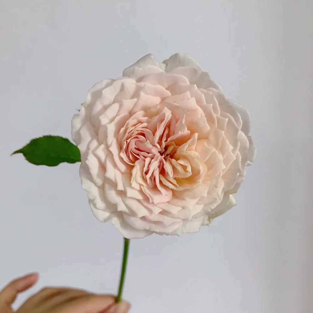 Sucre Japanese Florist Shrub Rose