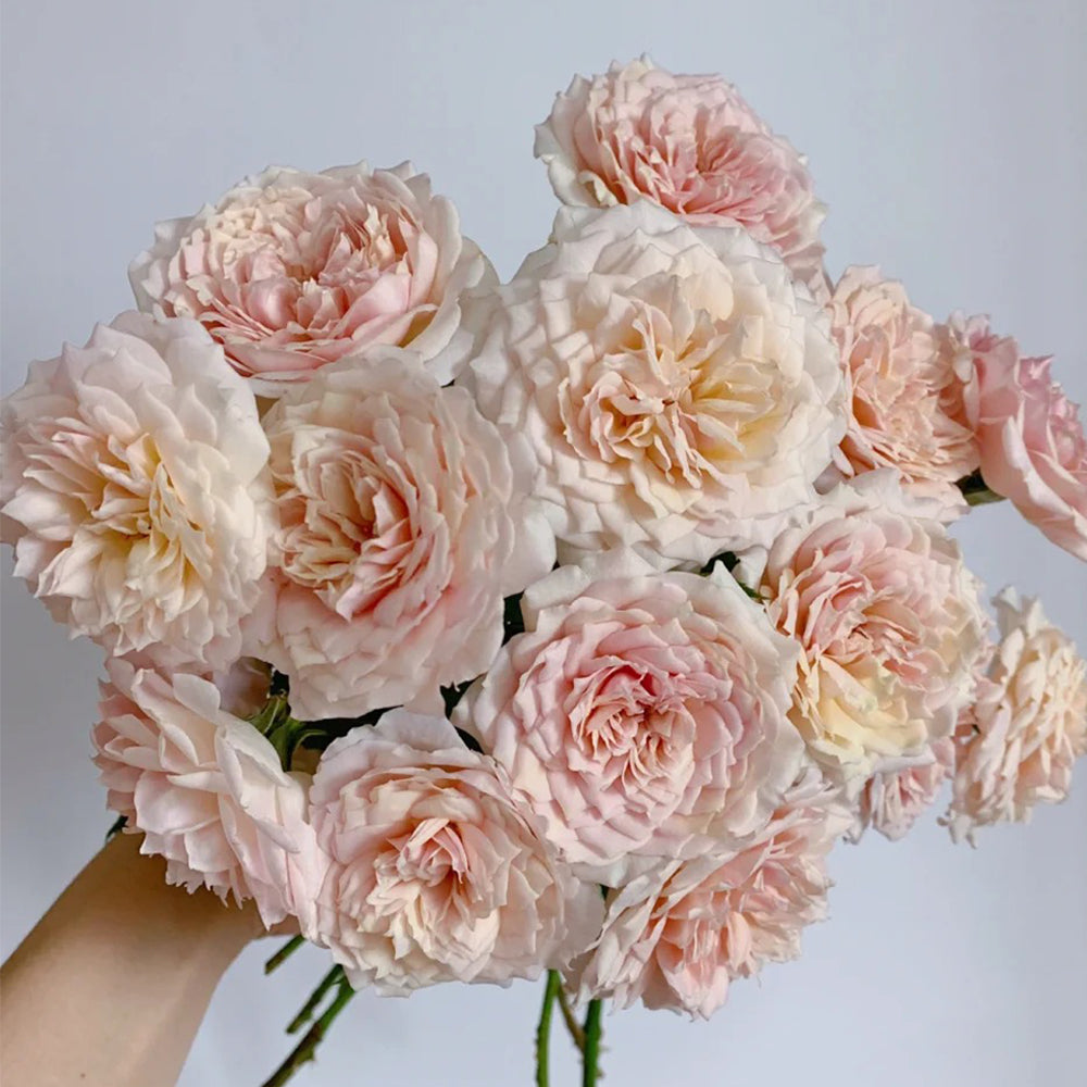 Sucre Japanese Florist Shrub Rose