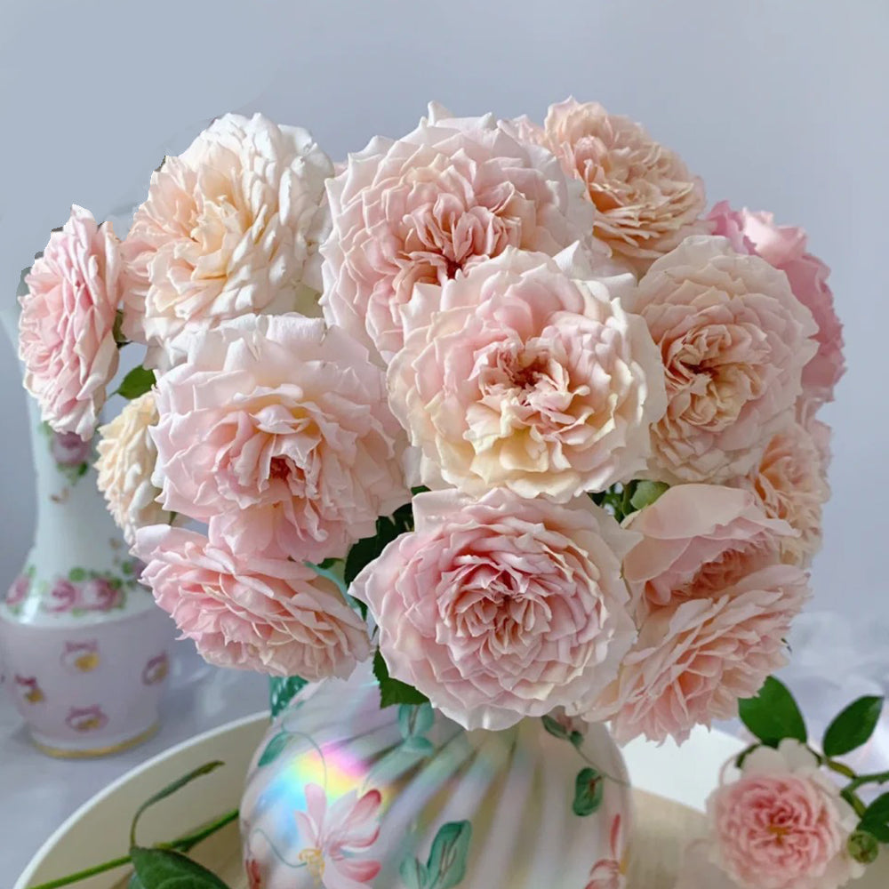 Sucre Japanese Florist Shrub Rose
