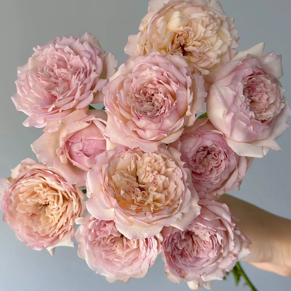 Sucre Japanese Florist Shrub Rose