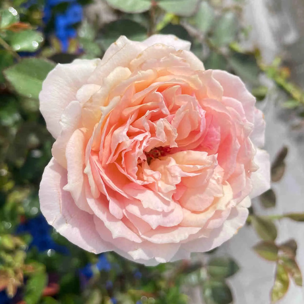Sucre Japanese Florist Shrub Rose