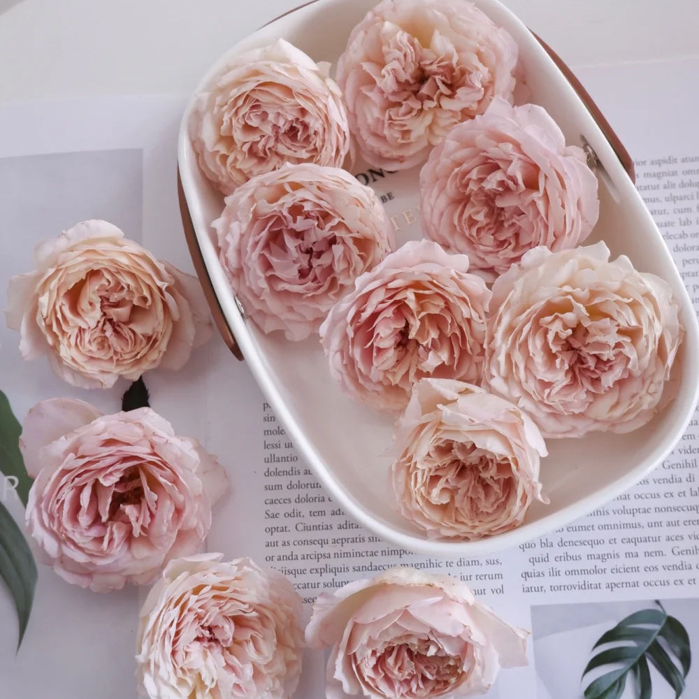 Sucre Japanese Florist Shrub Rose