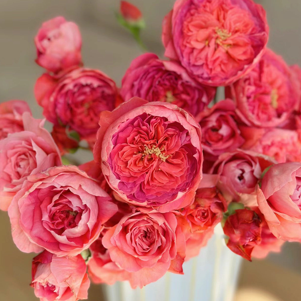 Summer Fireworks Chinese Garden Shrub Rose