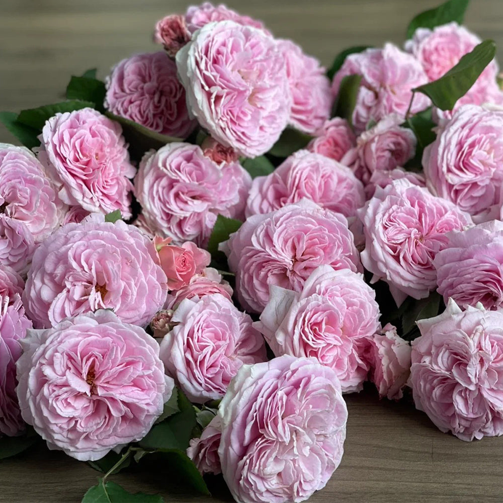 Summer Romance German Florist Shrub Rose