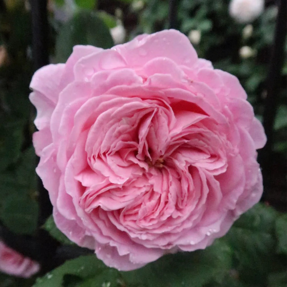 Summer Romance German Florist Shrub Rose