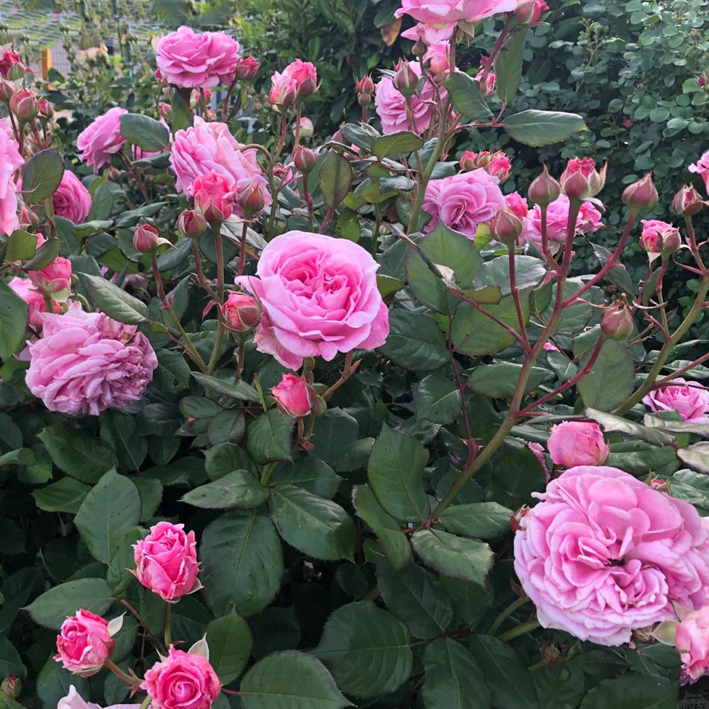 Summer Romance German Florist Shrub Rose