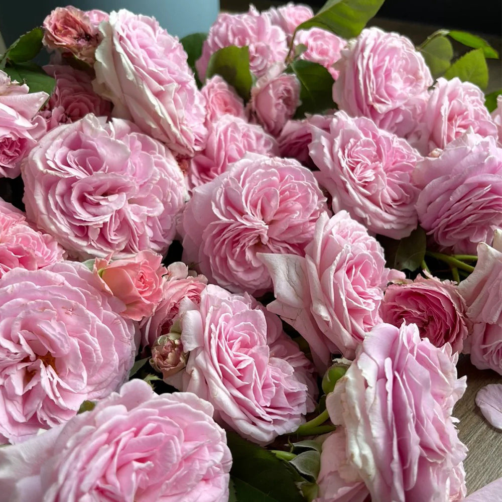Summer Romance German Florist Shrub Rose
