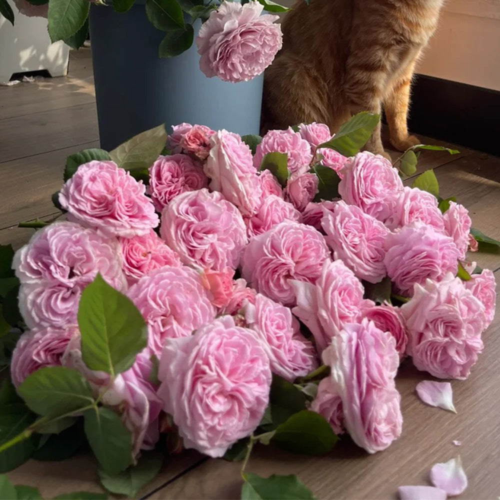 Summer Romance German Florist Shrub Rose
