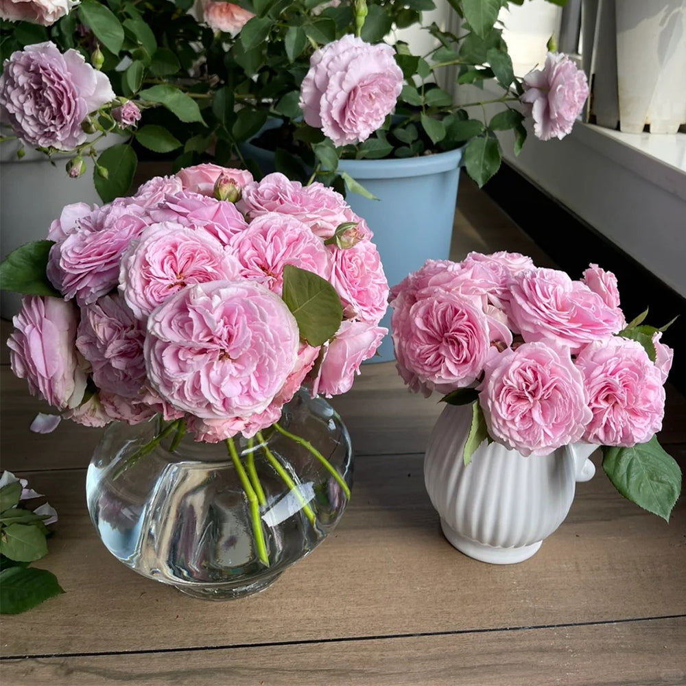 Summer Romance German Florist Shrub Rose
