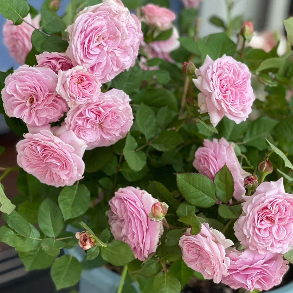 Summer Romance German Florist Shrub Rose