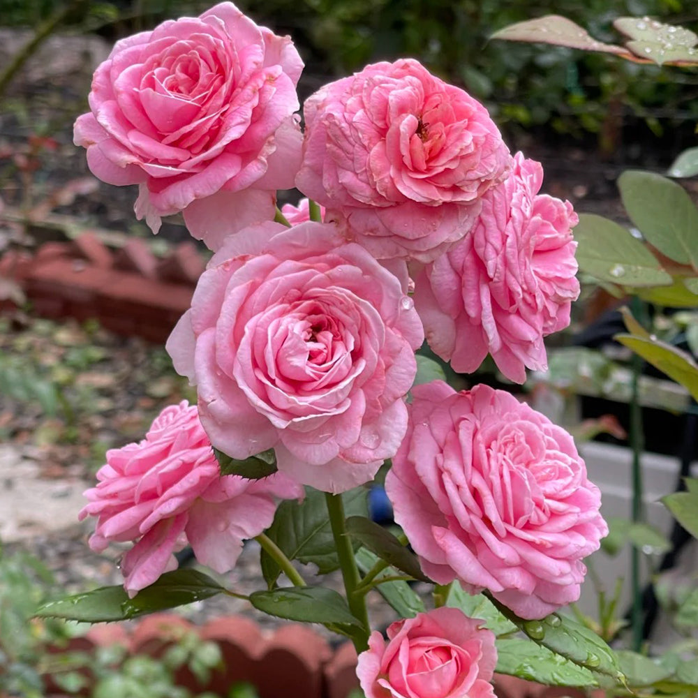 Summer Romance German Florist Shrub Rose