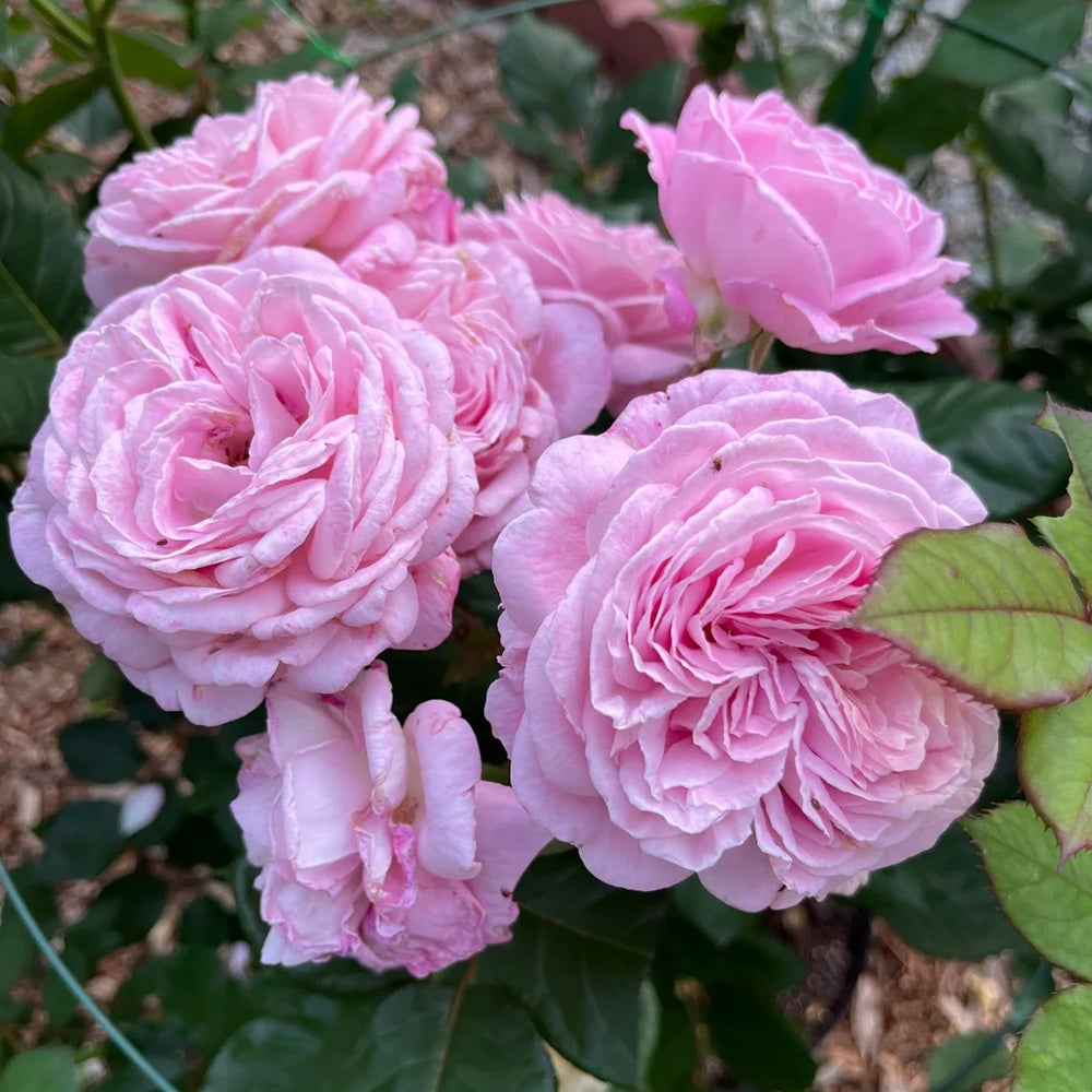 Summer Romance German Florist Shrub Rose